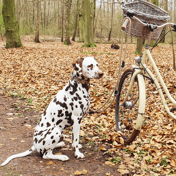 Tempo entsteht nicht durch Ziehen