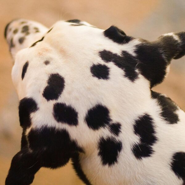 Warum ich Hund, Achtsamkeit und Führung verbinde