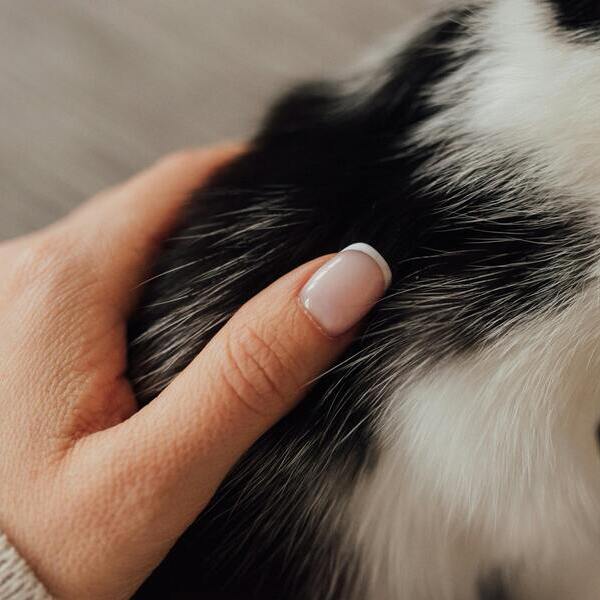 Hand-Dalmatiner-Fell-600x600